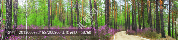 杜鵑花盛開的樹林