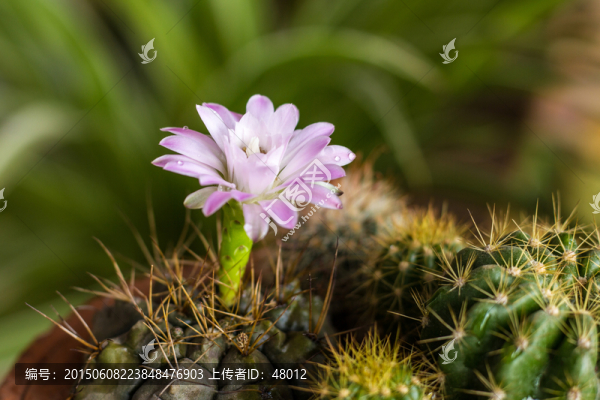 仙人球花