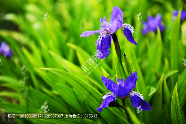 鳶尾花背景素材,花卉背景