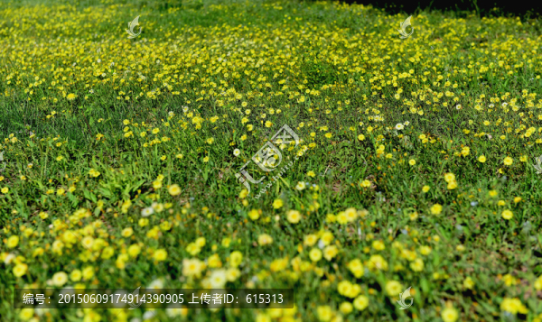 爛漫野花,苦菜花