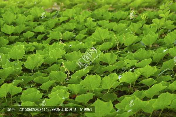 爬山虎