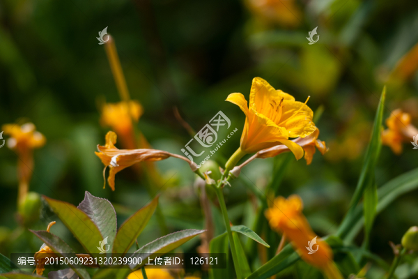 百合花