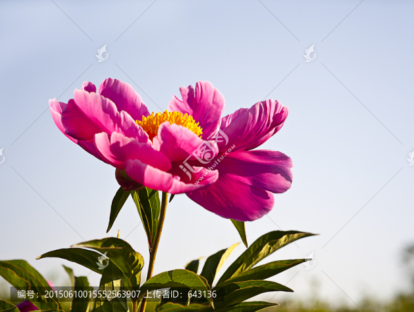 一支芍藥花