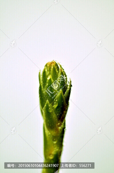 蘆薈花苞