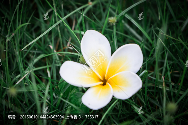 雞蛋花