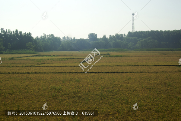 麥田