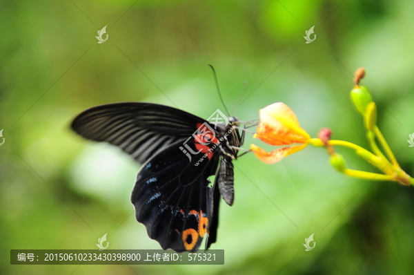 蝴蝶戀花