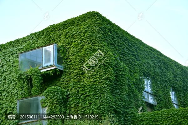 爬山虎房子