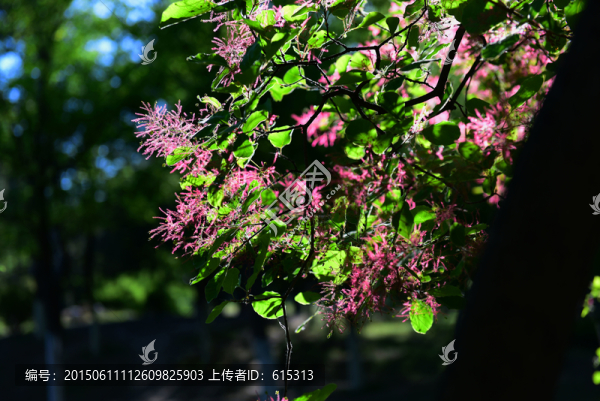 黃櫨的花