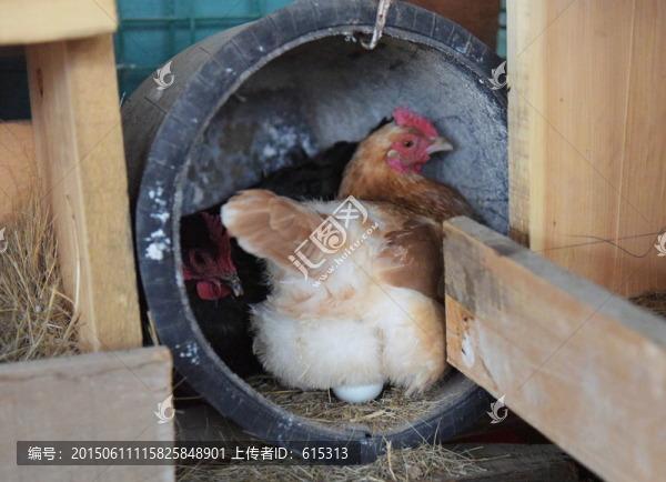 母雞下蛋
