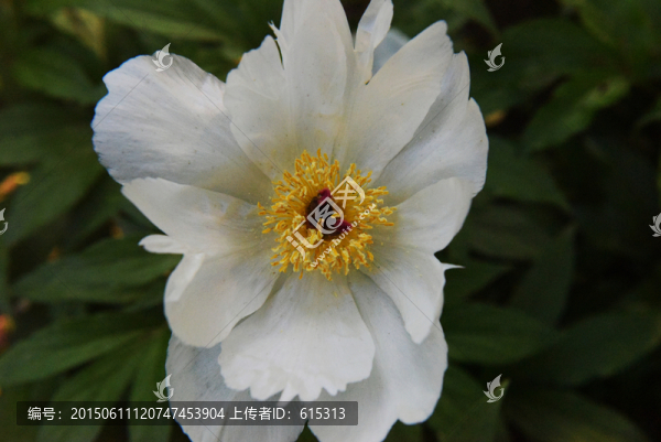白色芍藥花,白花