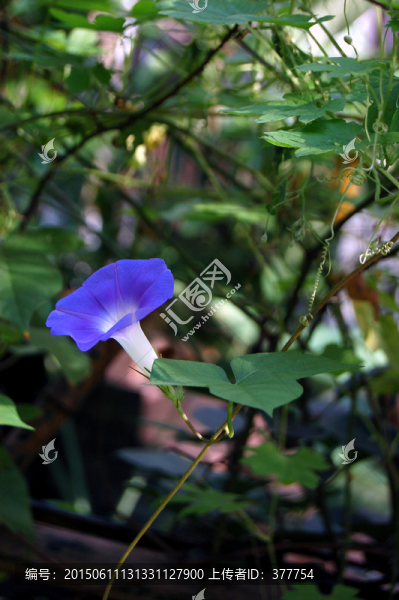牽牛花