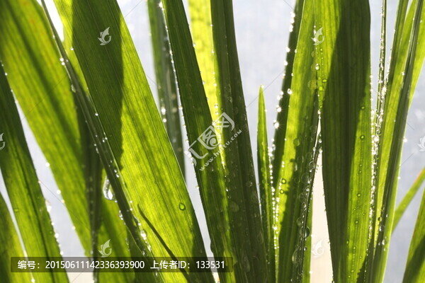 綠葉,枝葉,特寫