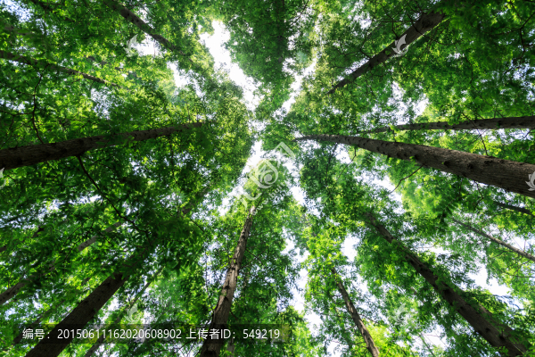 仰拍樹林