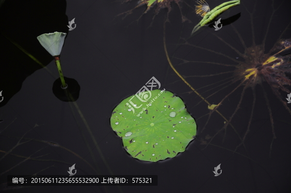 殘荷