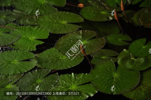 睡蓮