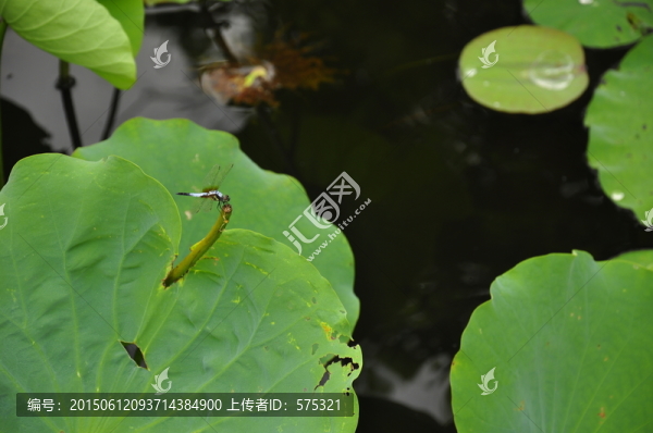 荷葉蜻蜓