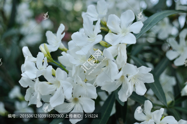 夾竹桃花