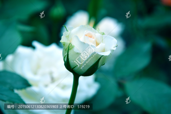 白色月季花