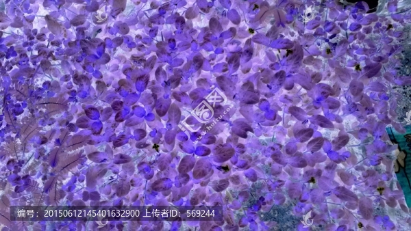 草影