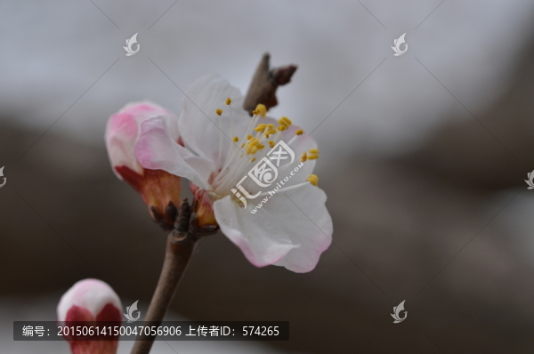 一朵梨花特寫