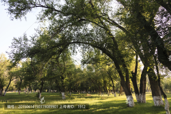 樹林