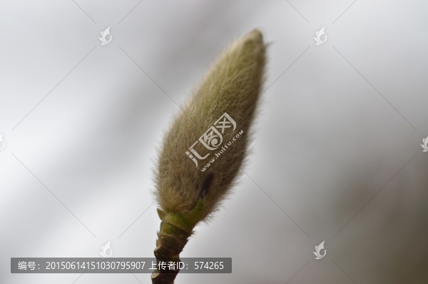 玉蘭花骨朵