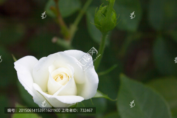 月季花花卉攝影背景素材