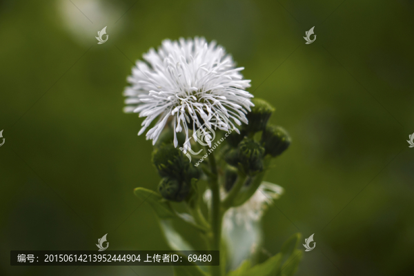 高清白花