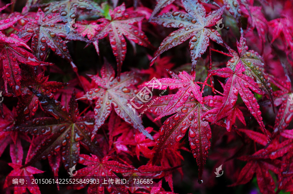雨天的紅楓