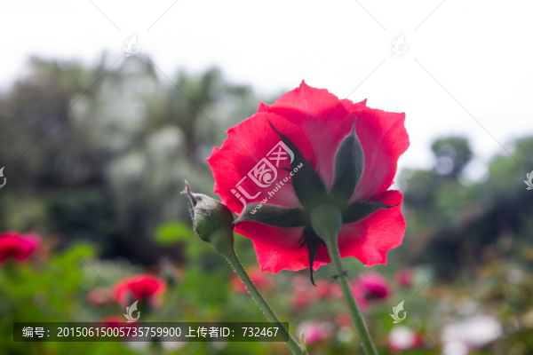 花卉月季花攝影