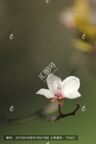 李樹花