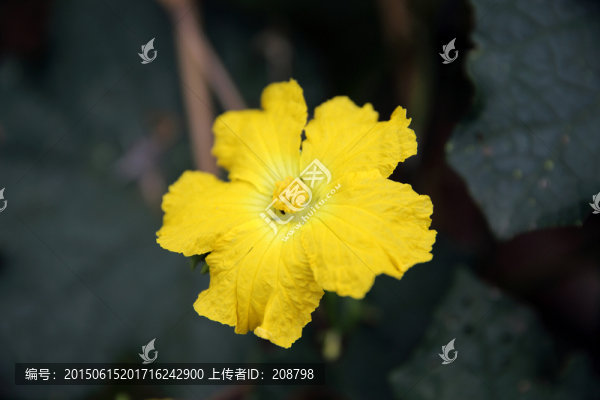 絲瓜花