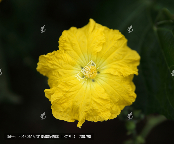 絲瓜花