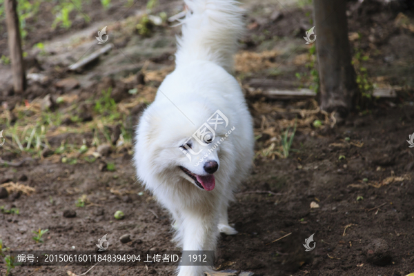 愛斯基摩犬