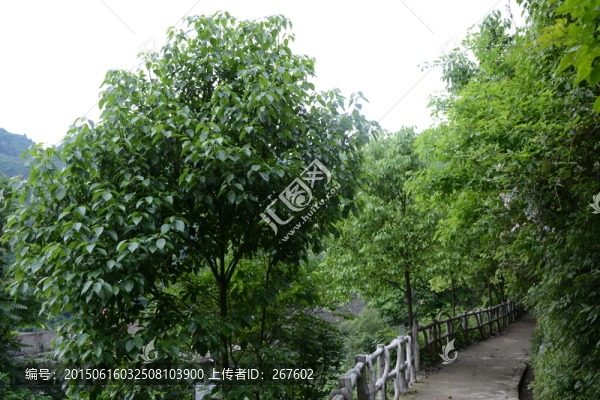 樹林