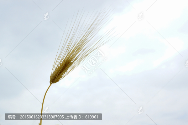麥子