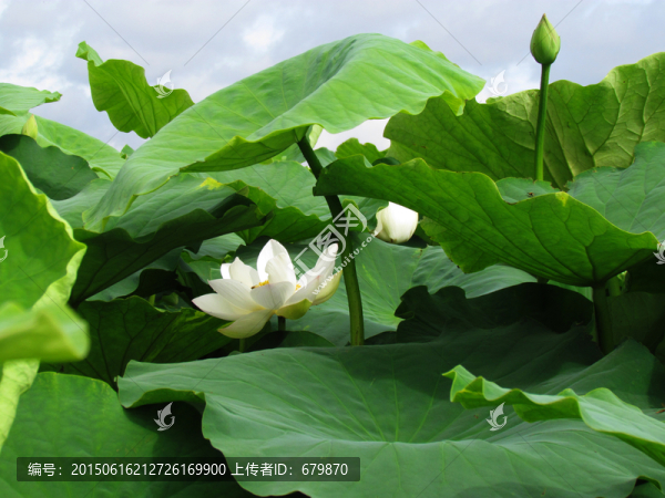 蓮花池