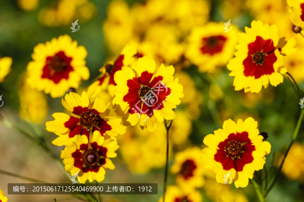 雪菊