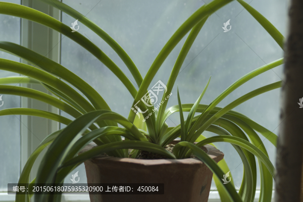 蘭花