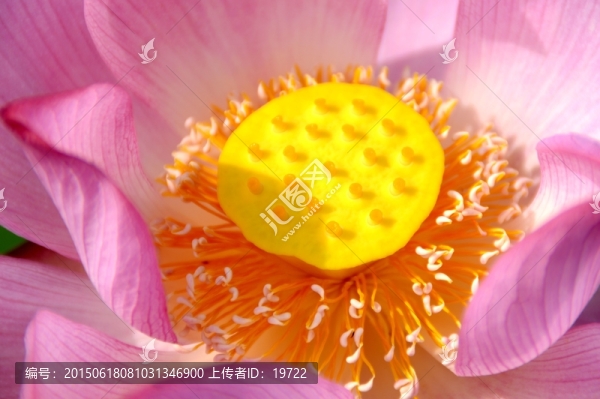 荷花,荷葉
