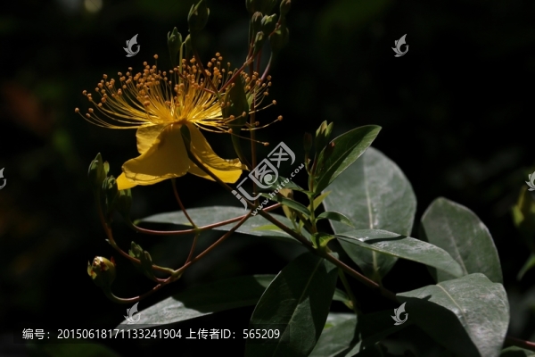 金絲桃