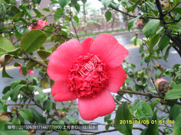 茶花,金盤荔枝