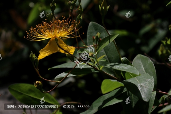 金絲桃