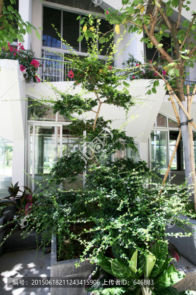三亞萬科森林度假公園,花卉