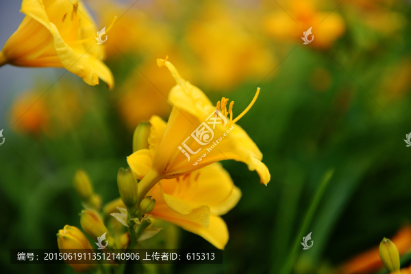 側(cè)拍花,黃花,黃色的花