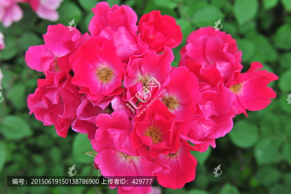 月季花,花背景