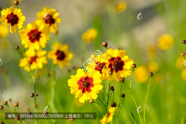 雪菊