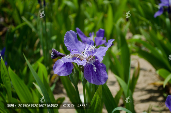紫色鳶尾花