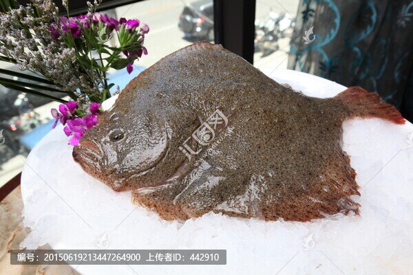 多寶魚